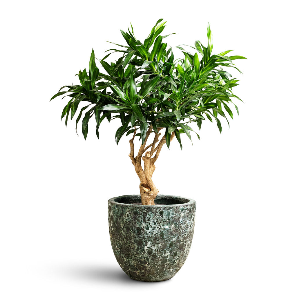 Dracaena reflexa Song of Jamaica 27x90cm Lava Couple Relic Planter Jade 36x34cm