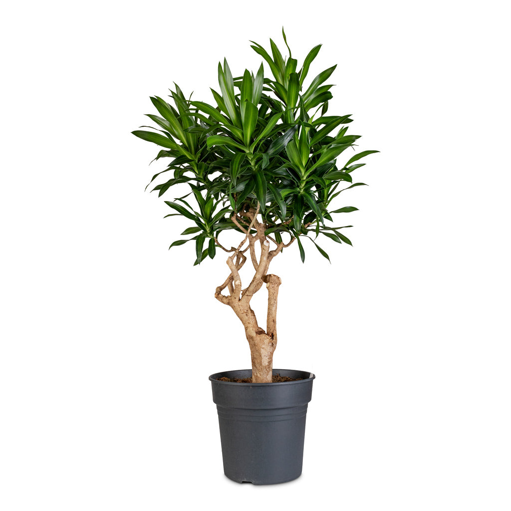dracaena song Dracaena reflexa Song of Jamaica Indoor Plants | Hortology