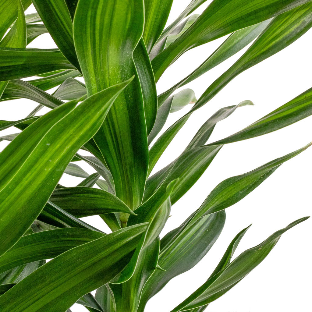 Dracaena reflexa Song of Jamaica - Leaves