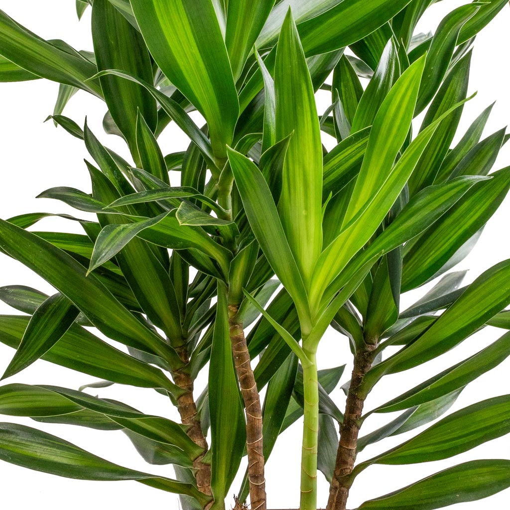 dracaena pleomele song of jamaica Dracaena reflexa Song of Jamaica Indoor Plants | Hortology