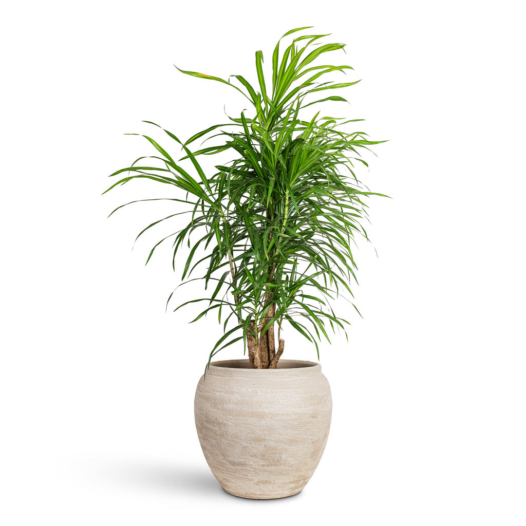 Dracaena reflexa Variegated Anita Branched 21x70cm House Plant In Milos Pot Lunar 26x29cm