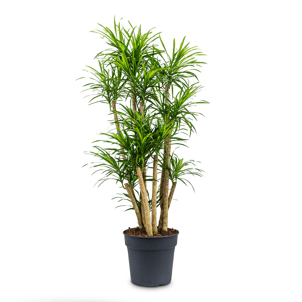Dracaena reflexa Variegated Anita Branched 30x130cm