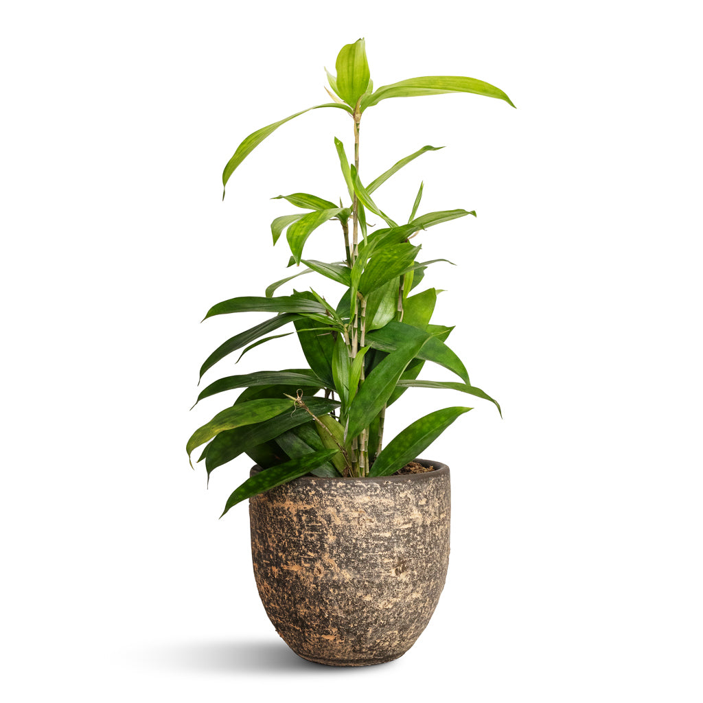 Dracaena surculosa &amp; Cas Plant Pot - Sahara
