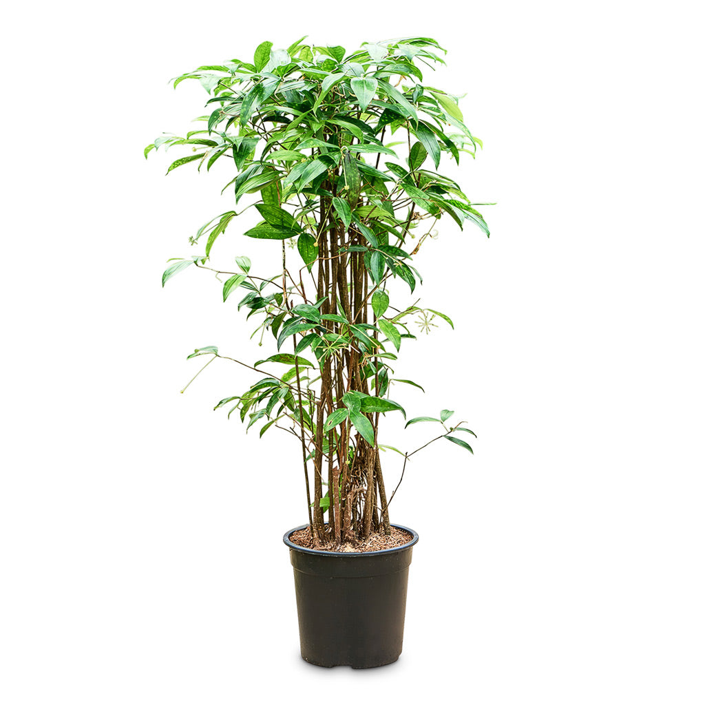 Dracaena surculosa 27x120cm