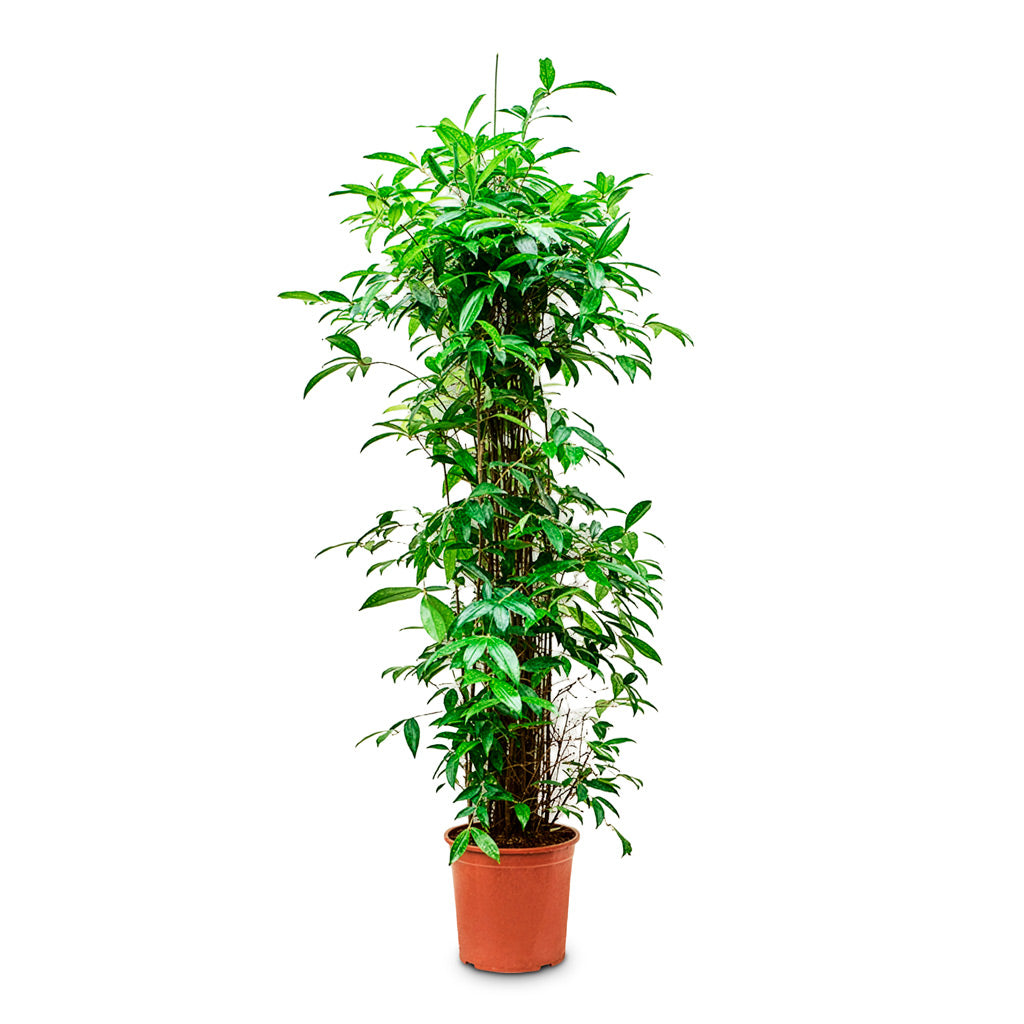Dracaena surculosa 30x180cm