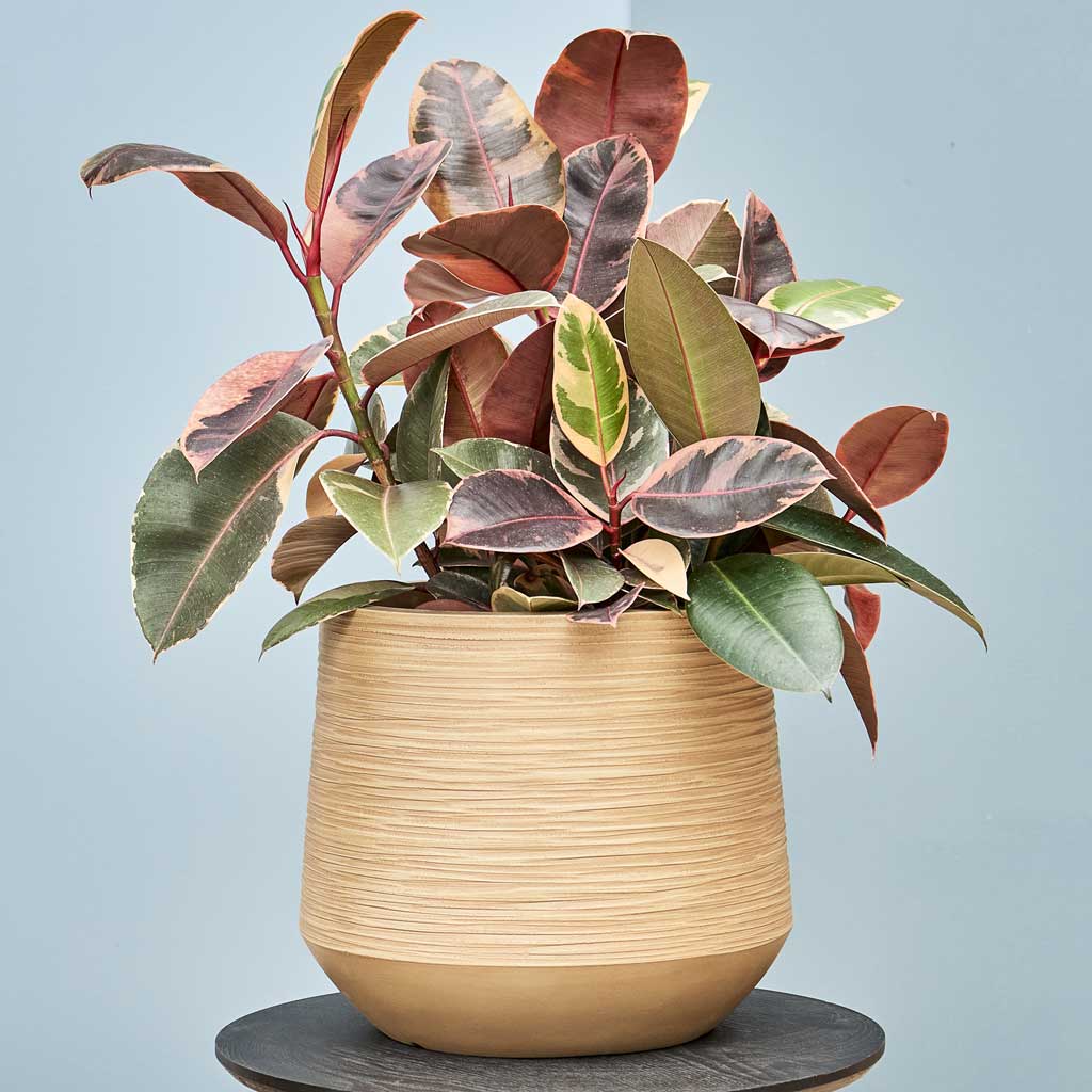 Dune Darcy Planter - Almond & Ficus Elastica Belize