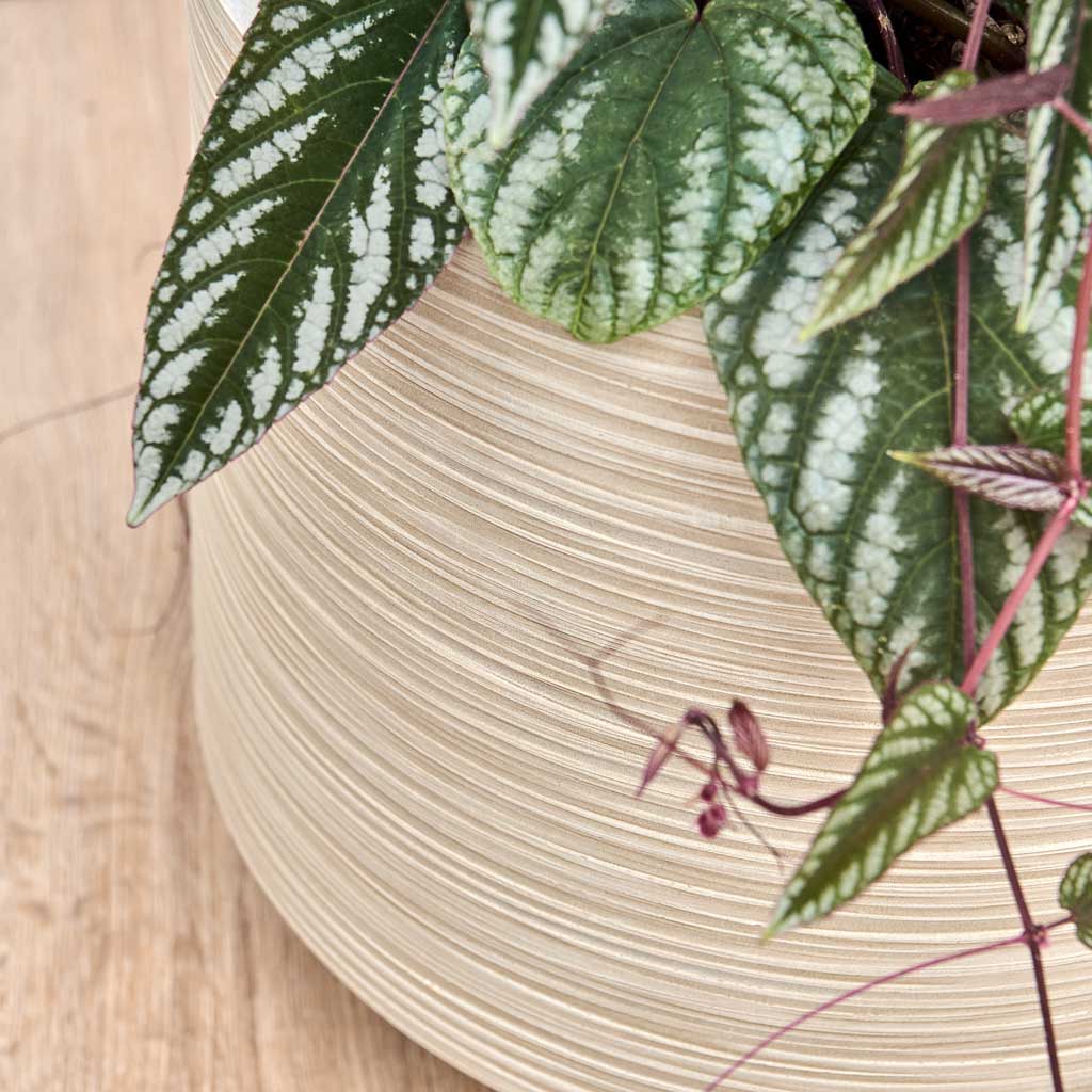 Dune Darcy Planter - Oat - From Above