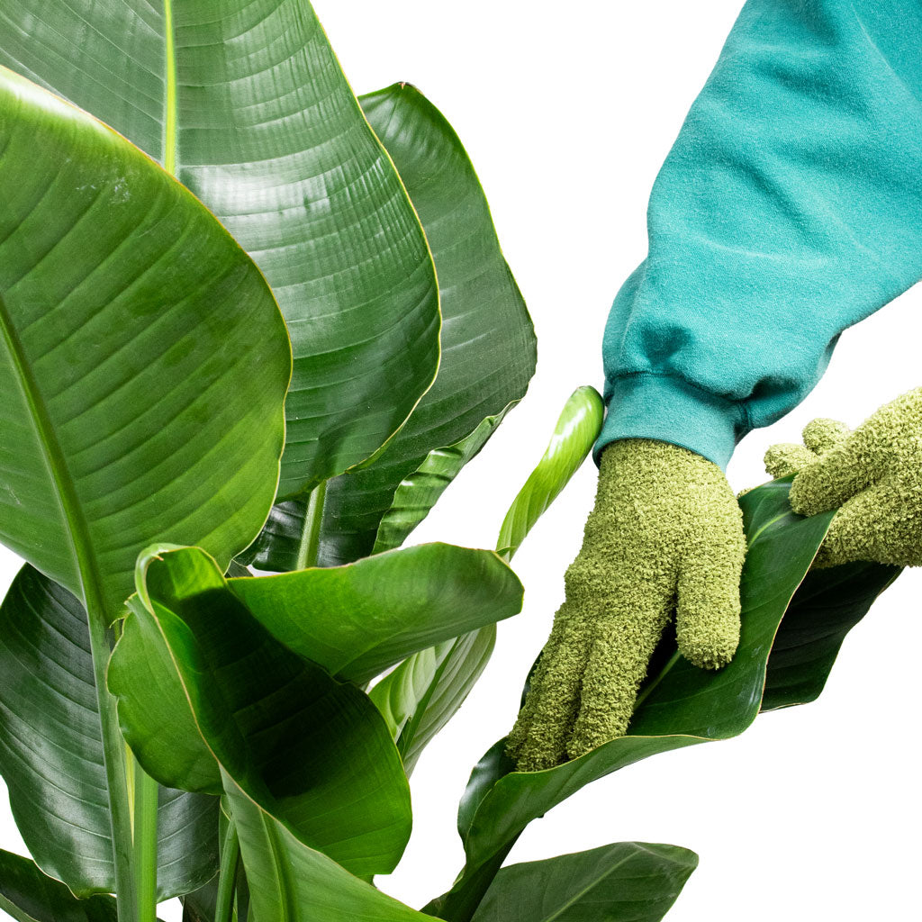 Microfibre Plant Dusting Gloves Green Hortology HORTOLOGY