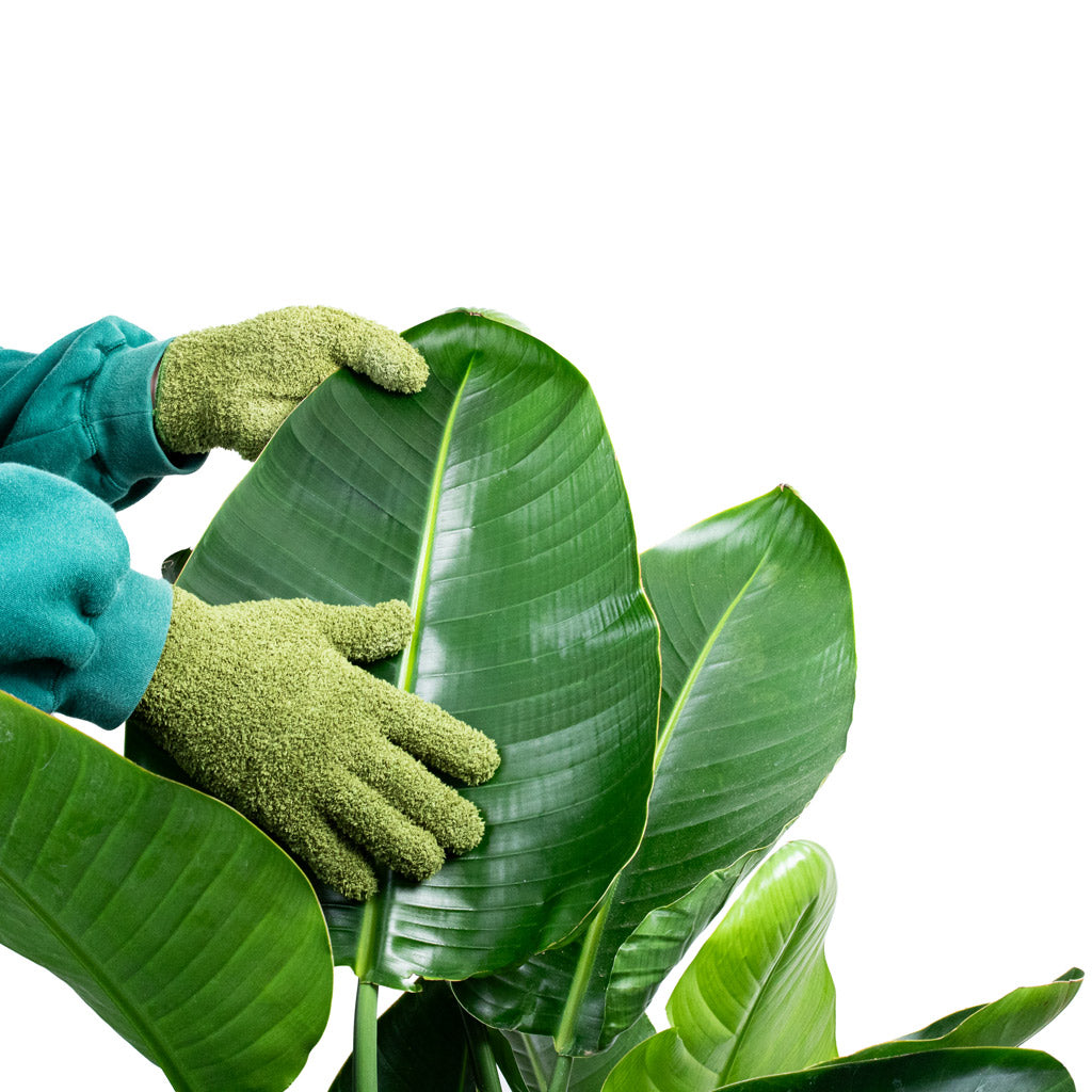 Houseplant Dust Cleaning Gloves