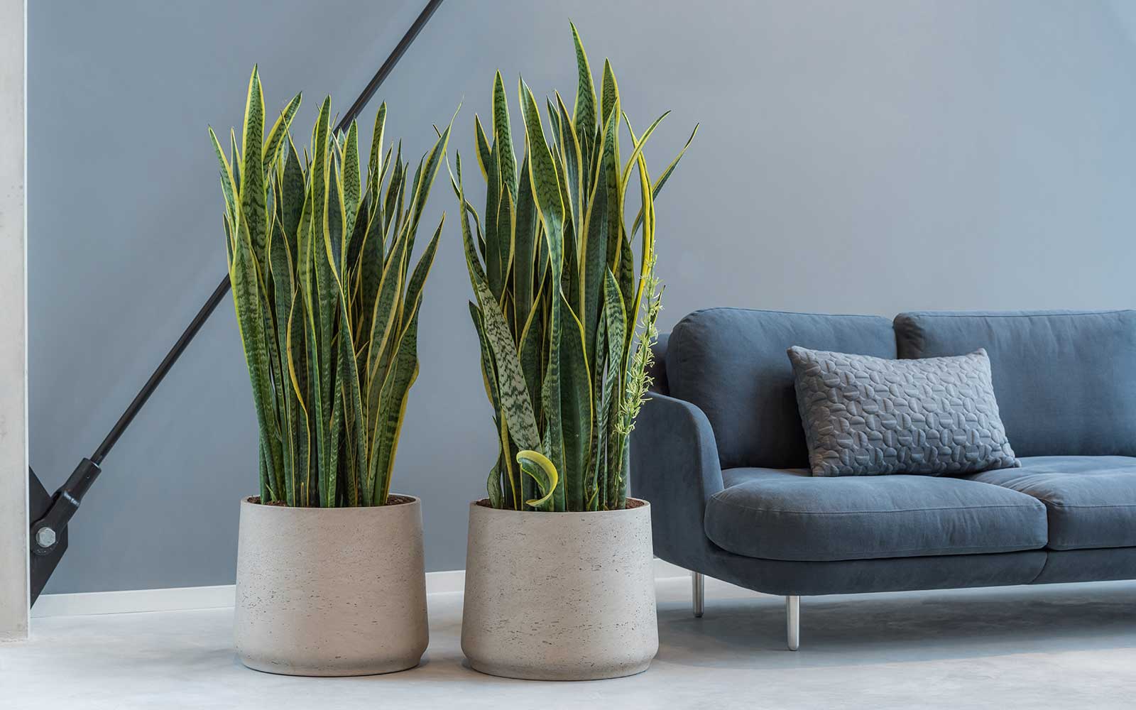 Buy easy care and hard to kill houseplants from Hortology. Robust, resilient and shade tolerant houseplants. Ideal plants for low light settings and the forgetful plant parent.
