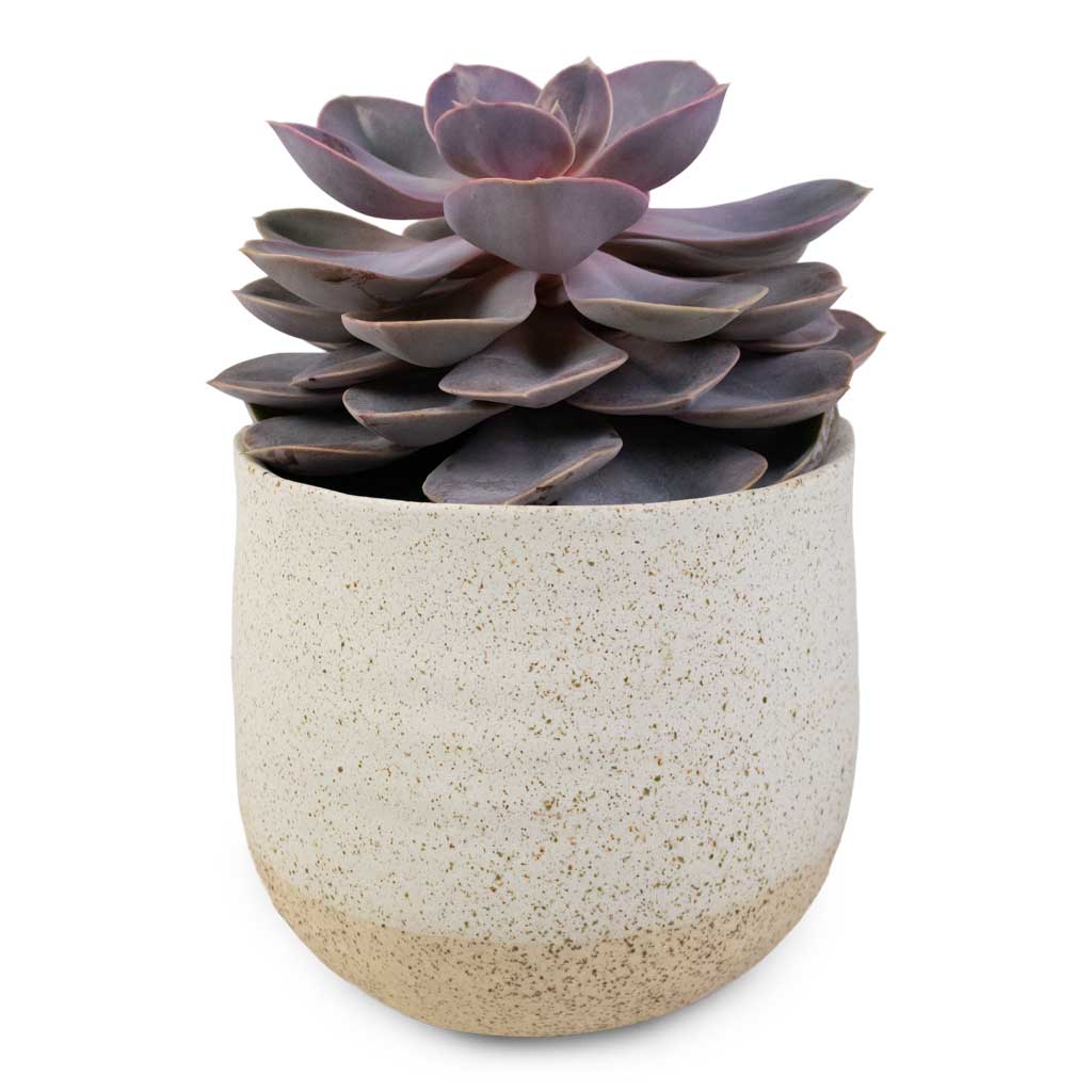 Echeveria Perle Von Nurnberg & Iris Plant Pot - Sand