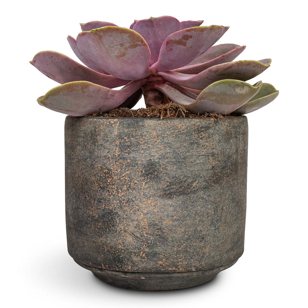 Echeveria Perle Von Nurnberg - 10.5x14cm In Saar Plant Pot Earth Cement - 12x11cm