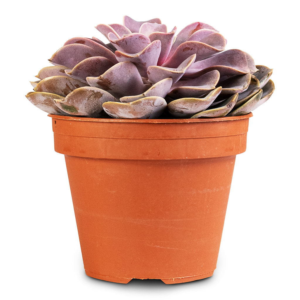 Echeveria Perle Von Nurnberg 14x25cm