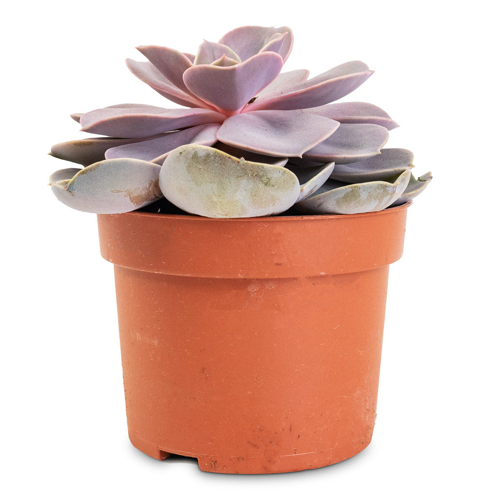 Echeveria Purple Pearl - 10.5x15cm