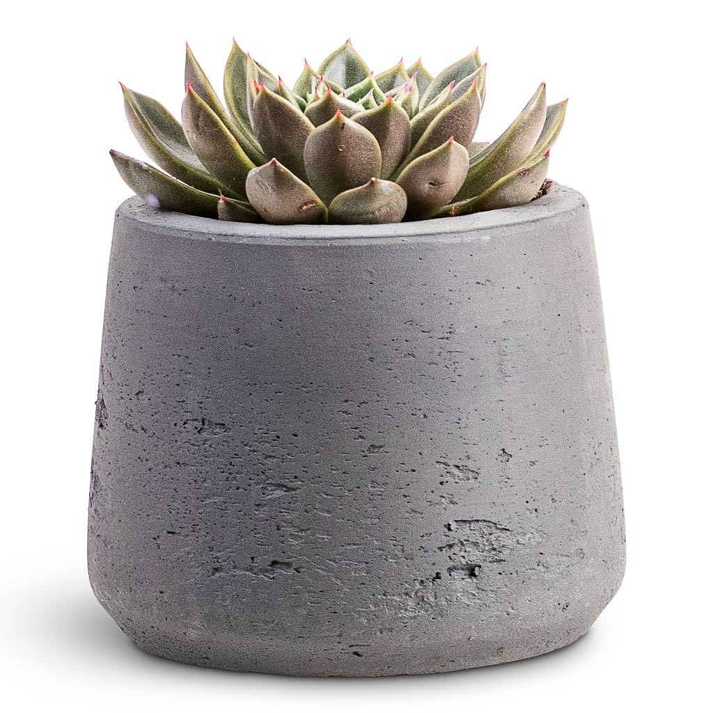 Echeveria agavoides Miranda 11x12cm House Plant In Patt Pot Black Washed 14x11cm