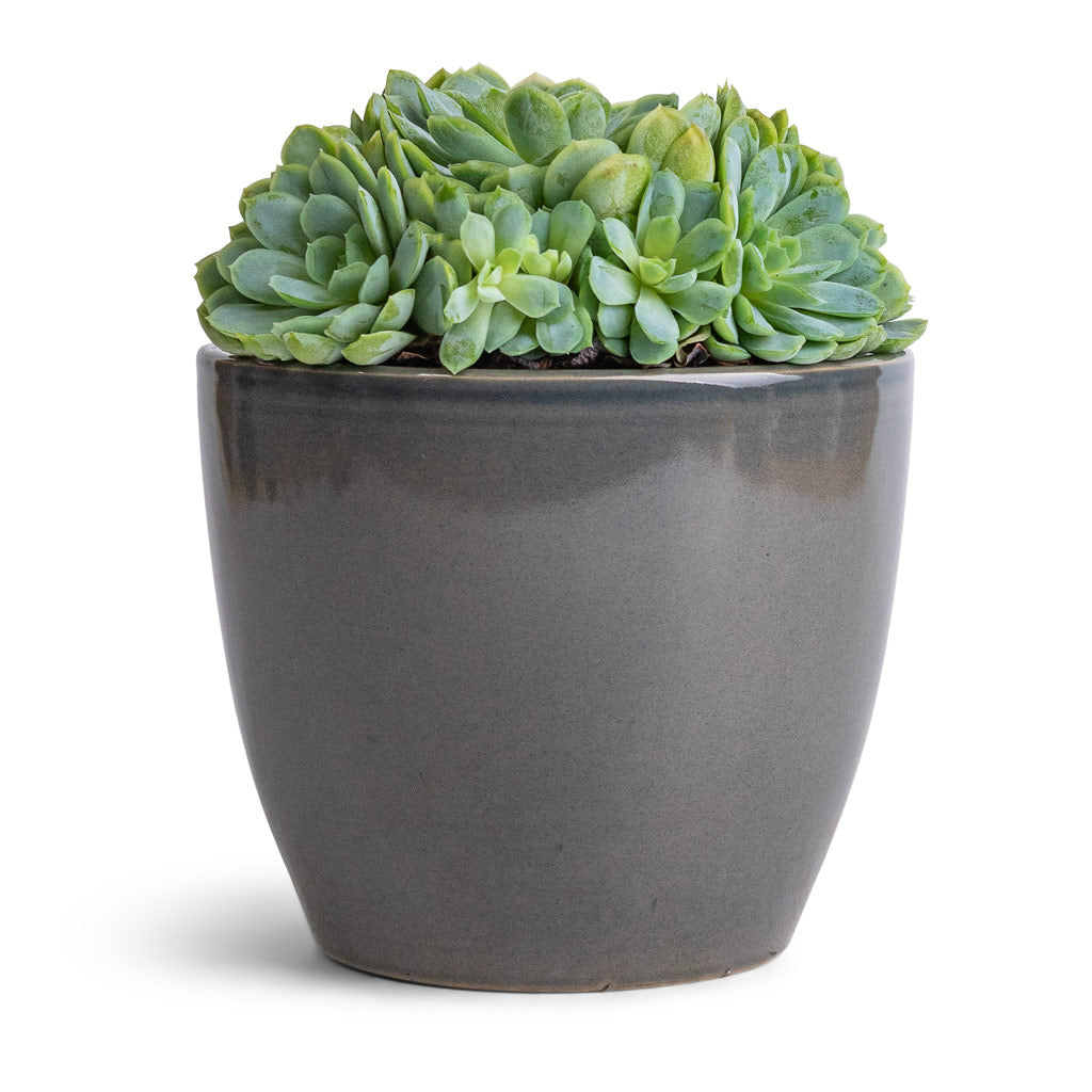 Echeveria elegans - Mexican Snow Ball & Sven Plant Pot - Smoke