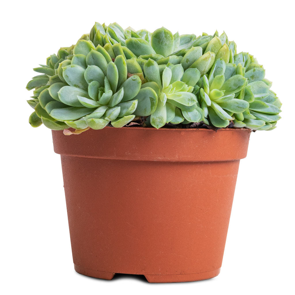 Echeveria elegans - Mexican Snow Ball - 10.5 x 10cm