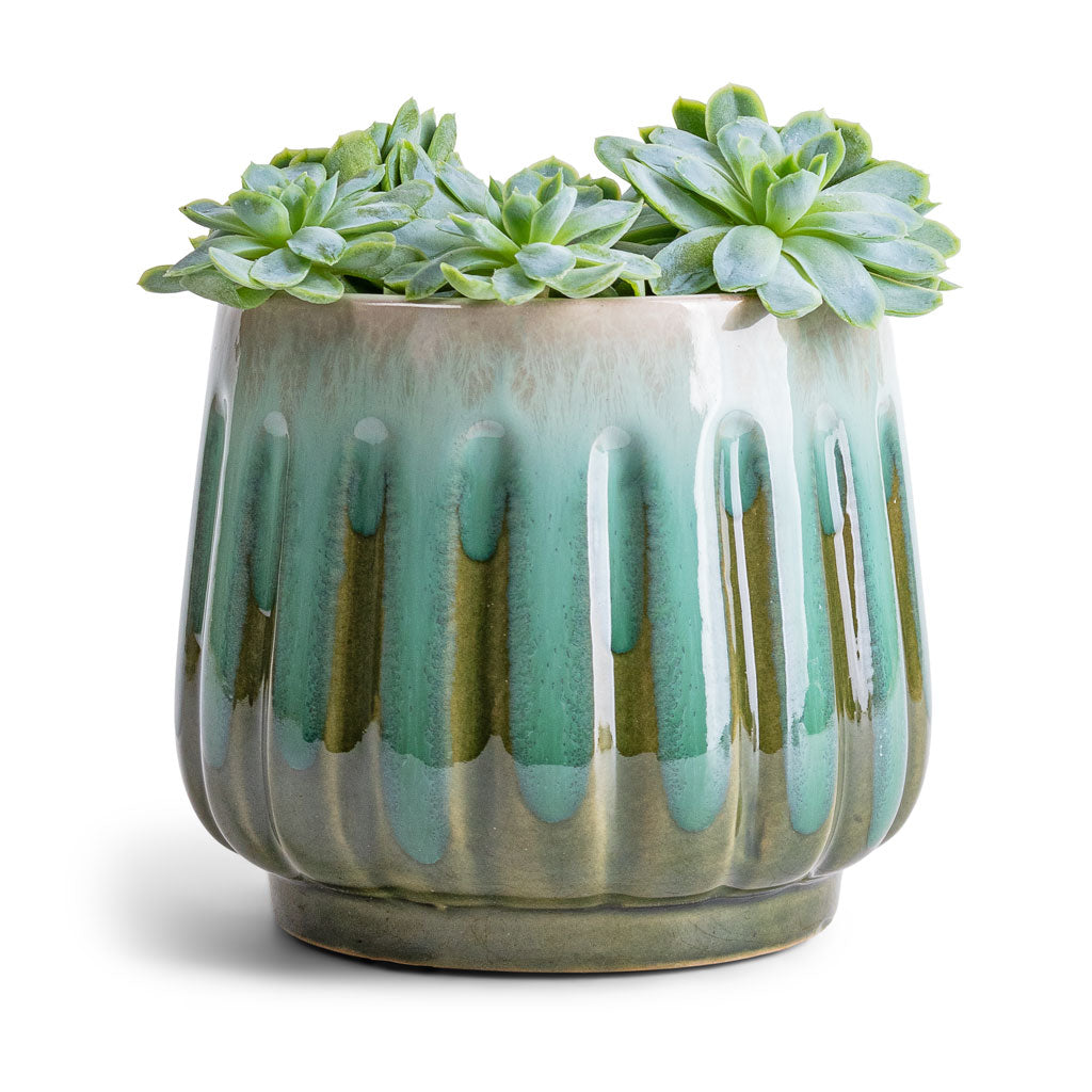 Echeveria elegans - Mexican Snow Ball & Alice Plant Pot - Ocean