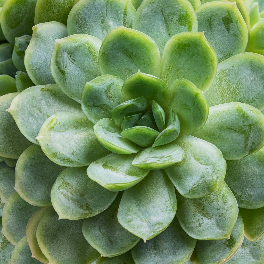 Echeveria elegans - Mexican Snow Ball