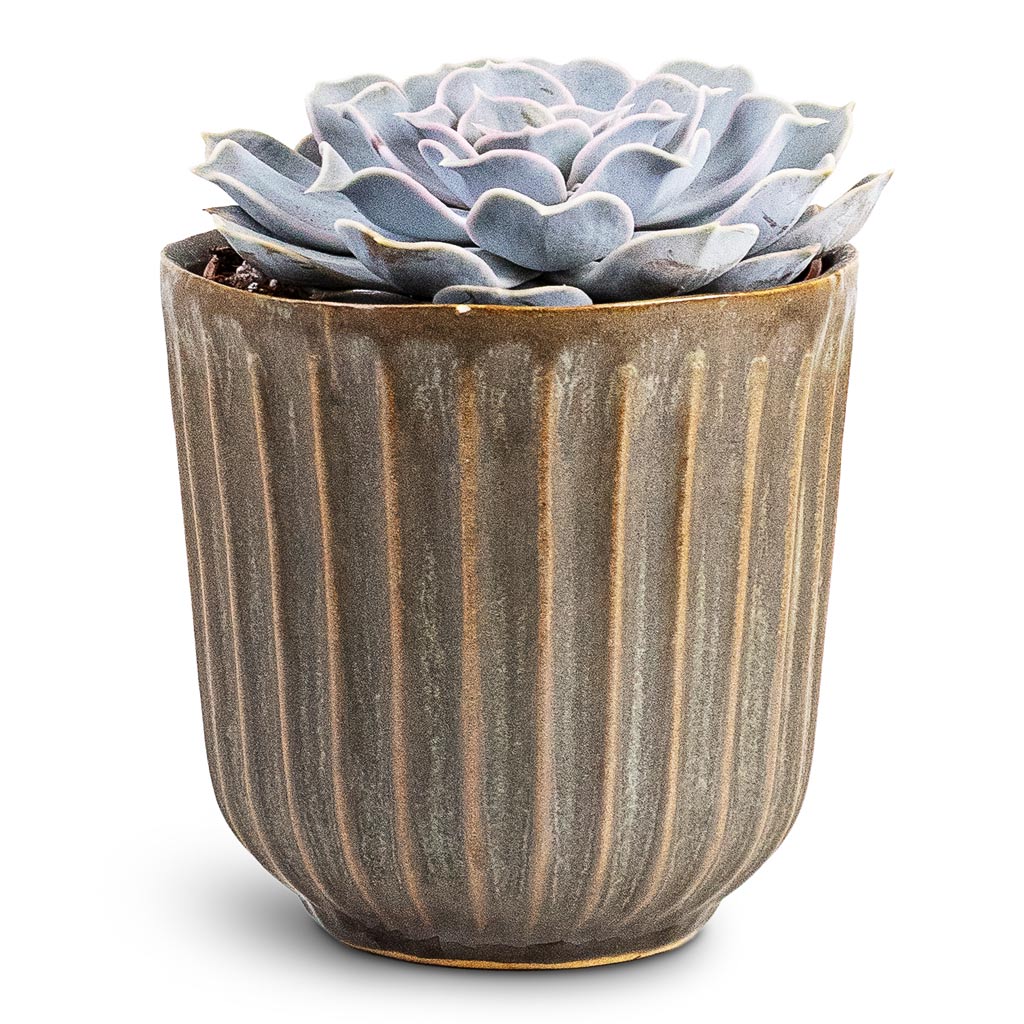 Echeveria lilacina Ghost 10.5x15cm House Plant In Roger Pot Thyme 13x12cm