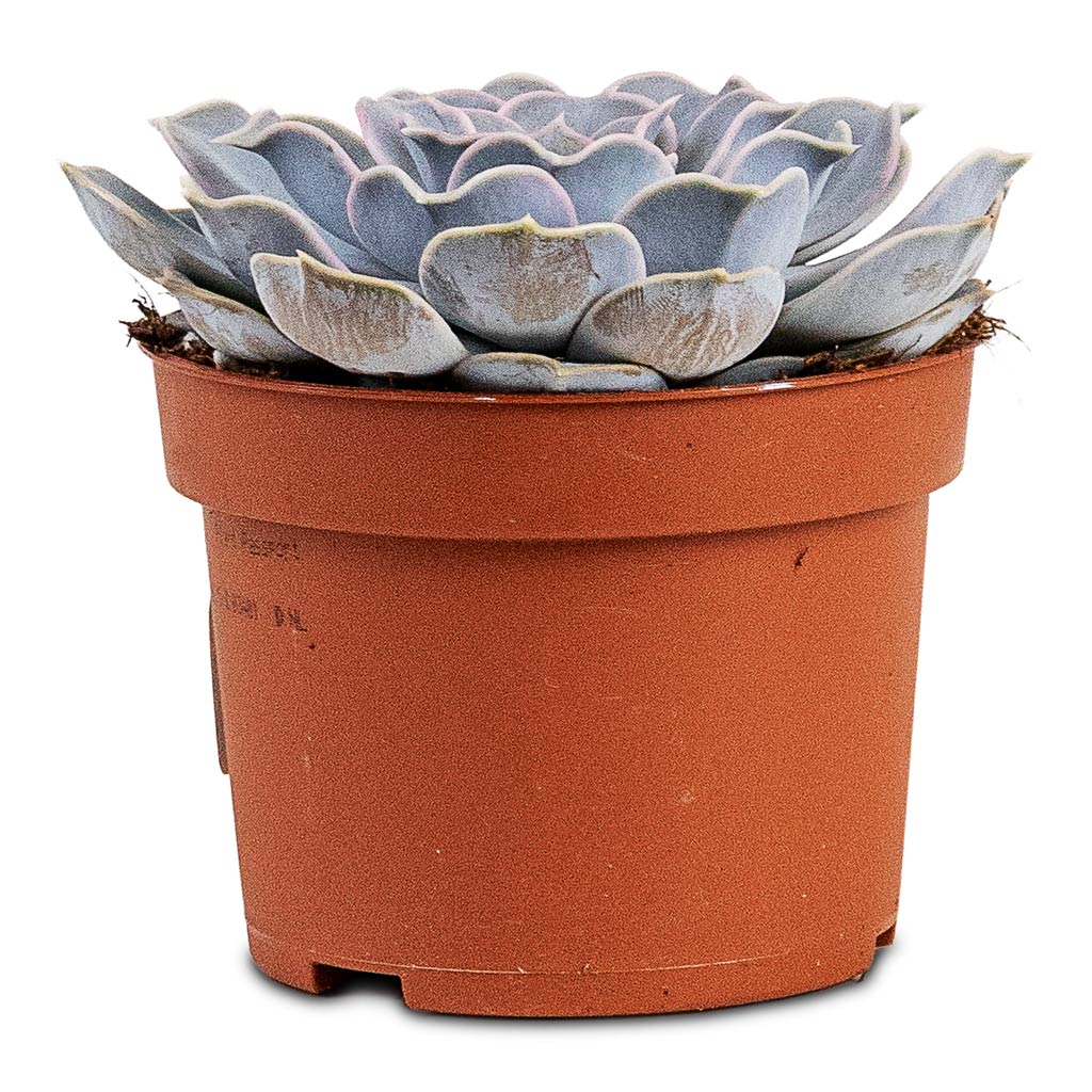 Echeveria lilacina Ghost 10.5x15cm House Plant 
