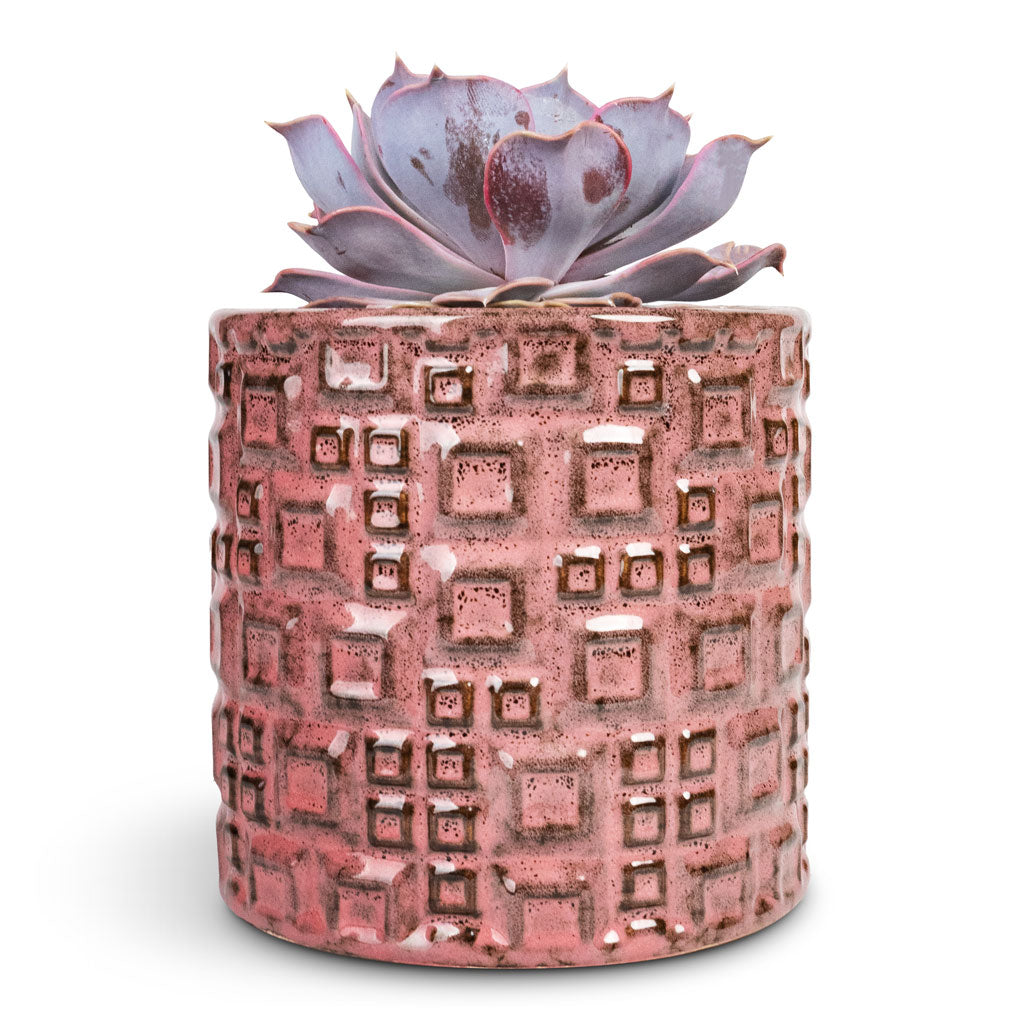 Echeveria lilacina Ghost Echeveria - 10.5x15cm & Fiene Plant Pot Pink - 14x14cm