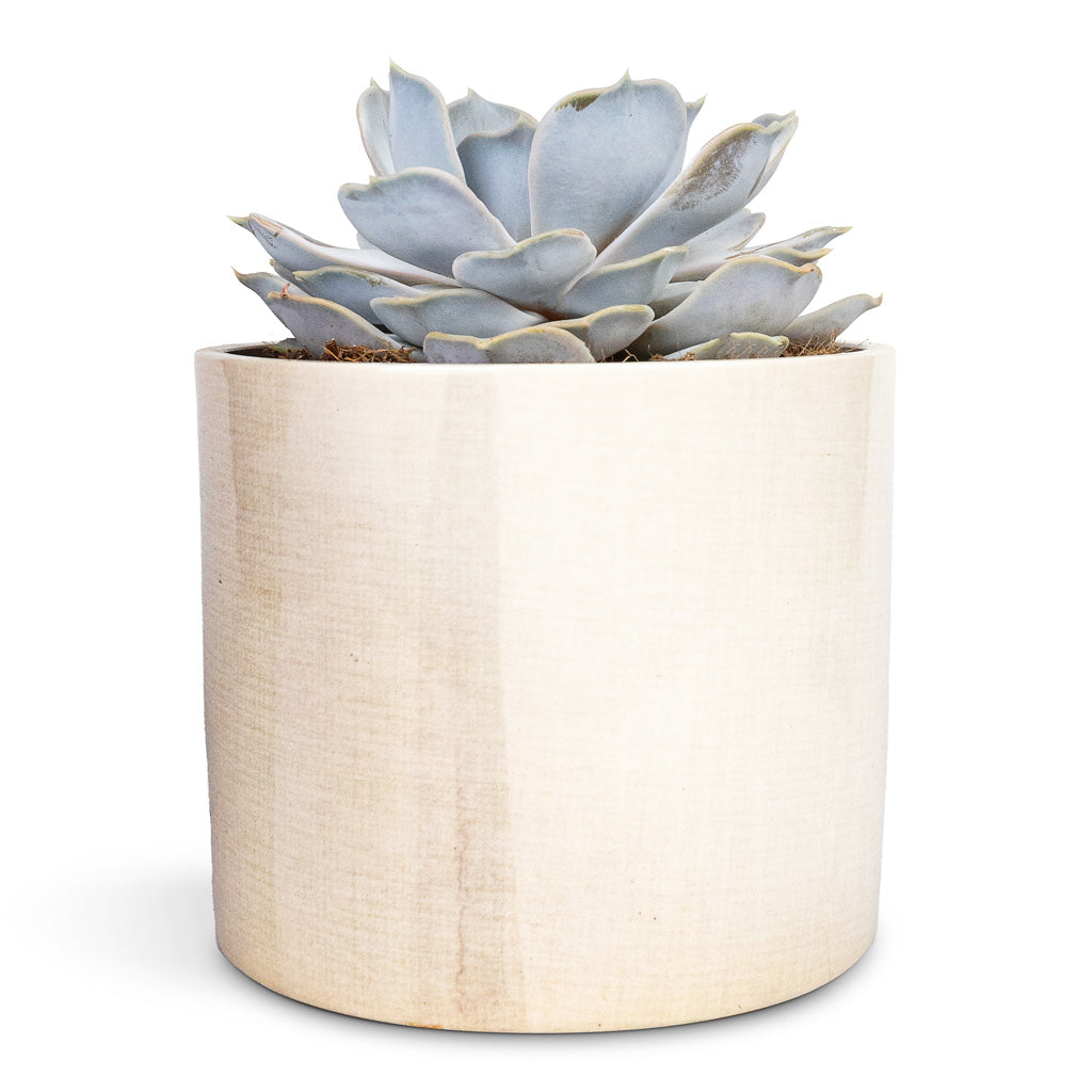 Echeveria Lilacina Ghost Echeveria - 12x15cm & Lazzaro Plant Pot Linen Effect - 15x13cm