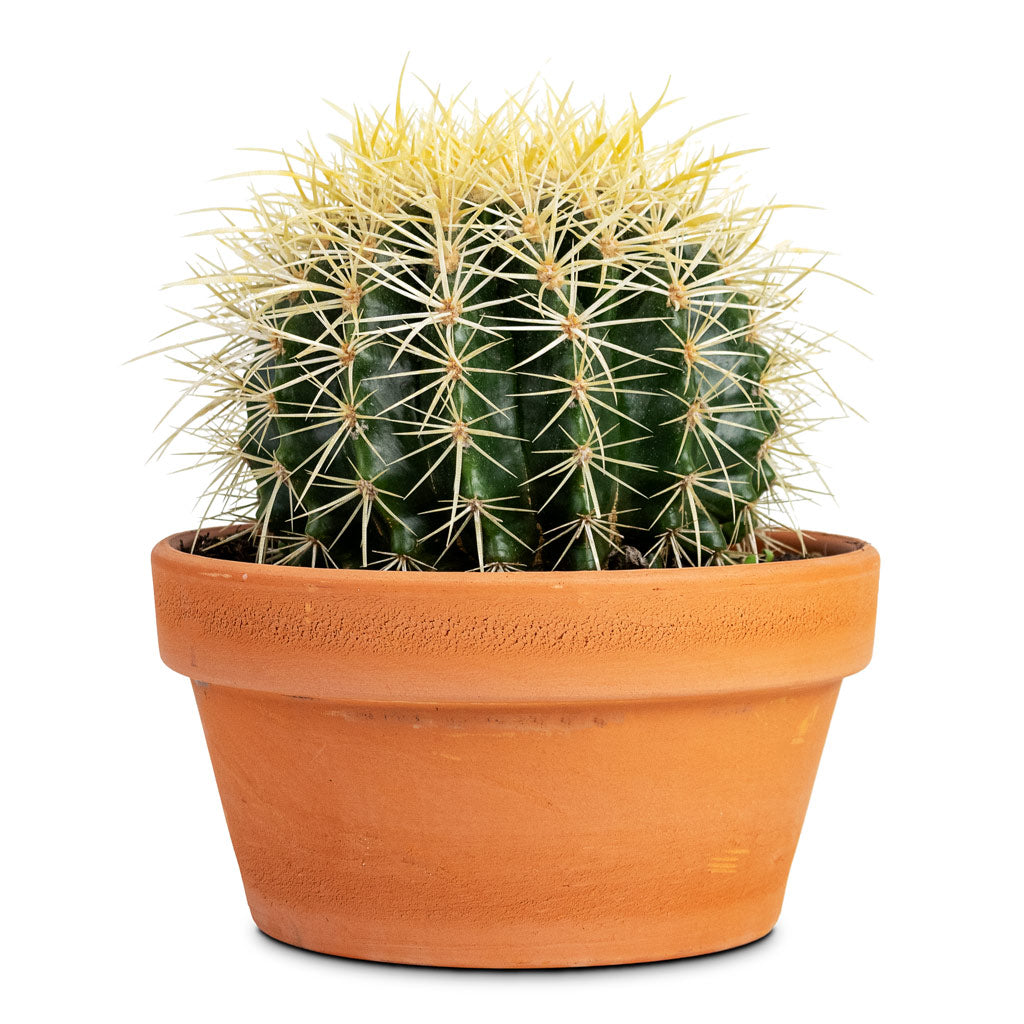 Echinocactus grusonii Golden Barrel - 17x25cm House Plant 