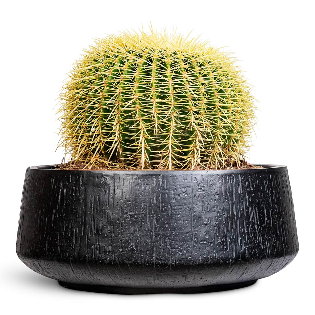 Echinocactus grusonii Golden Barrel 35x35cm House Plant in Raindrop Bowl Planter Anthracite 44x19cm