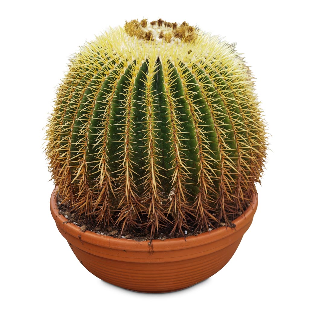 Echinocactus grusonii Golden Barrel 50x45cm