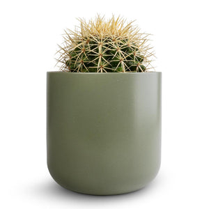 Echinocactus grusonii - Golden Barrel Cactus & Lisbon Plant Pot - Sage