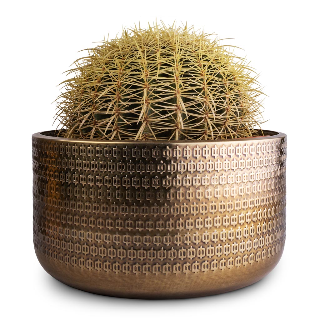 Echinocactus grusonii - Golden Barrel Cactus - Solis Embossed Plant Bowl - Gold