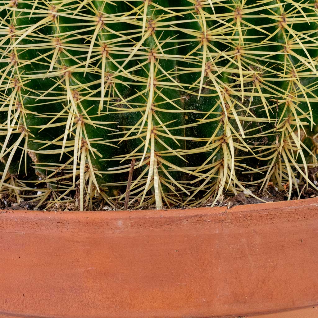Echinocactus grusonii Golden Barrel close up