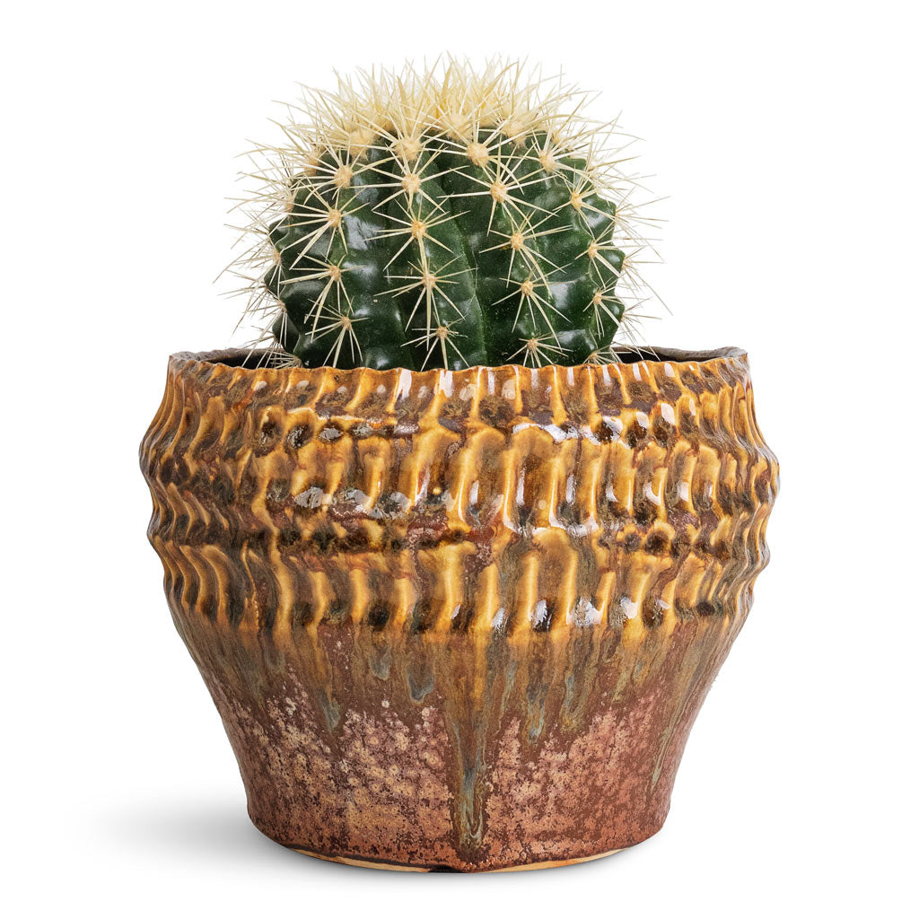 Echinocactus grusonii Golden barrel - 13x15cm In Deb Pot Savannah - 20x15cm