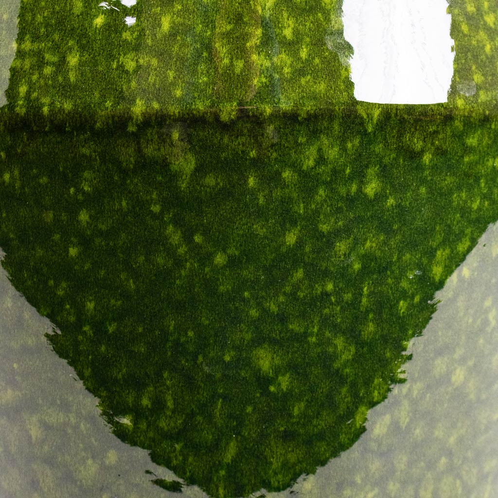 Eddy Pot Pear Close up