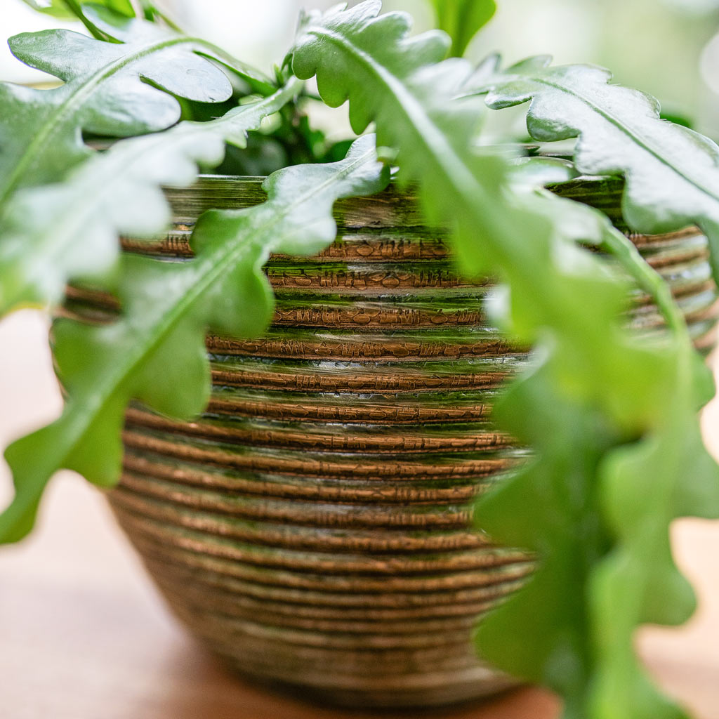 Fishbone Cactus In Elise Plant Pot Green Close Up 