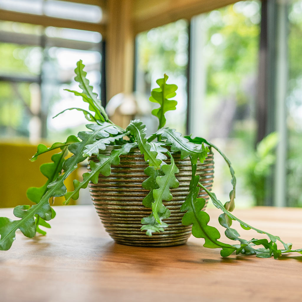 Fishbone Cactus In Elise Green Plant Pot 