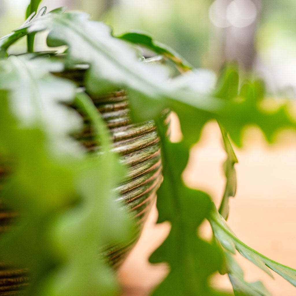 Fishbone Cactus In Elise Green Plant Pot Close Up