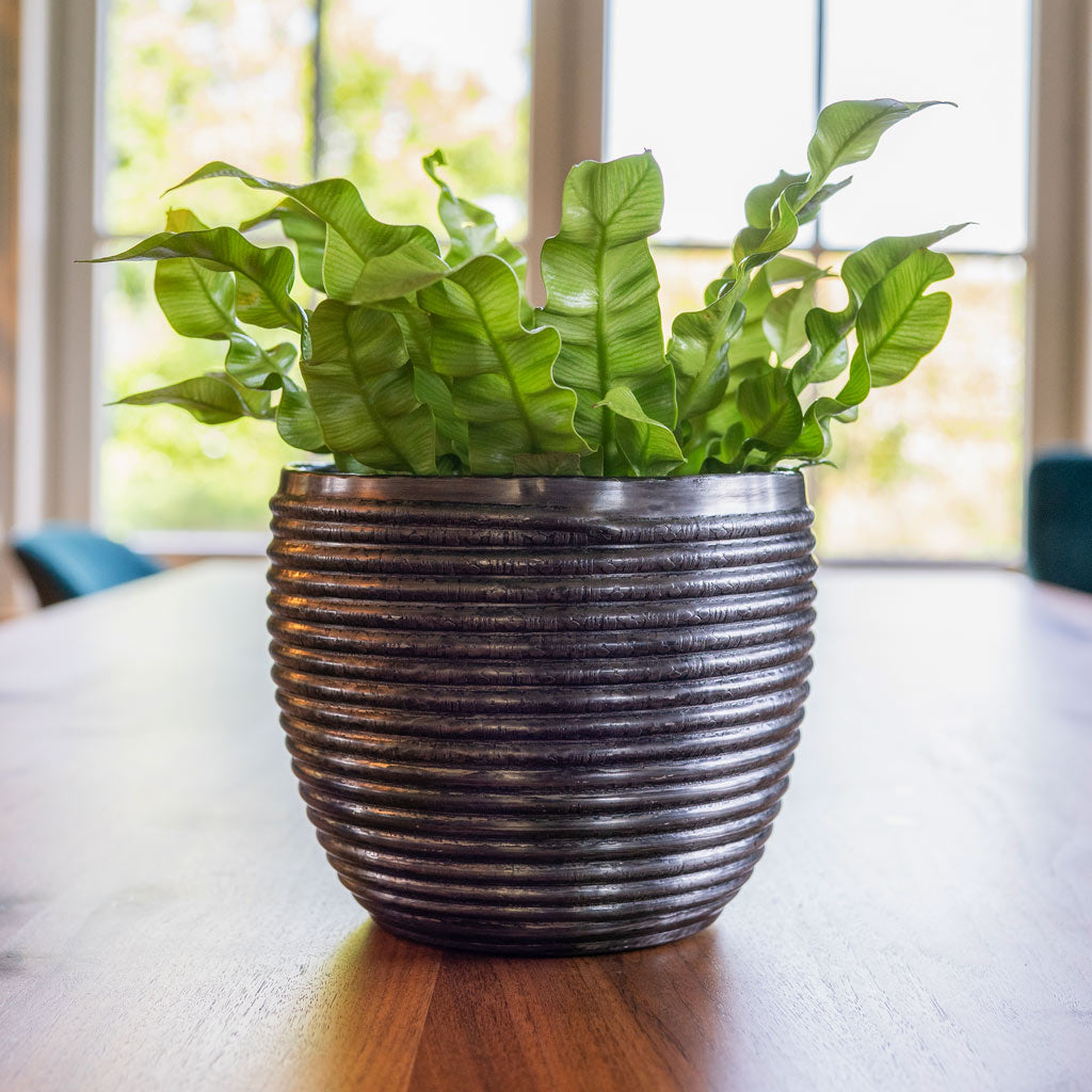 Pleated Birds Nest Fern In Elise Lead