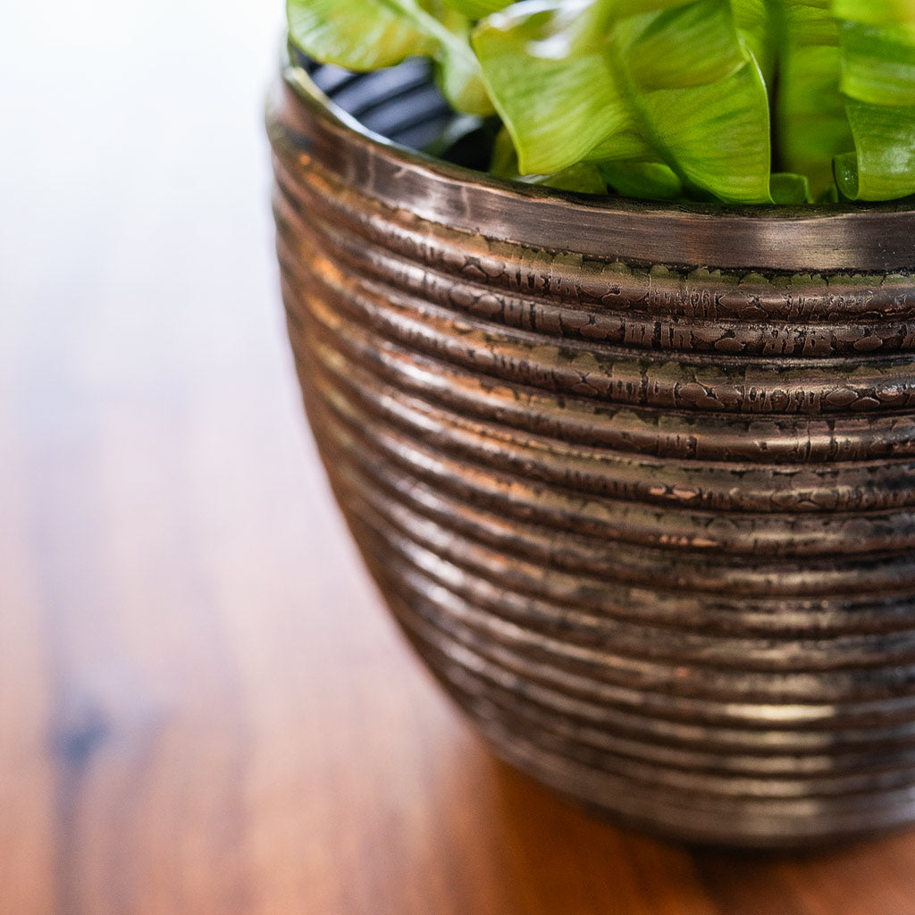 Pleated Birds Nest Fern In Elise Lead