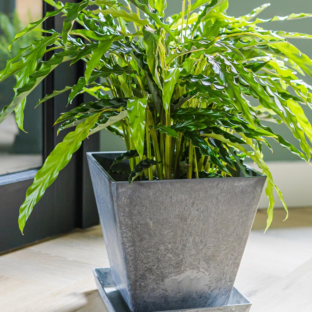 Ella Artstone Plant Pot - Grey & Calathea rufibarba Bluegrass - Velvet Calathea