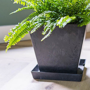 Ella Artstone Plant Pot Saucer - Black - Indoors With Ella Artstone Plant Pot & Boston Fern
