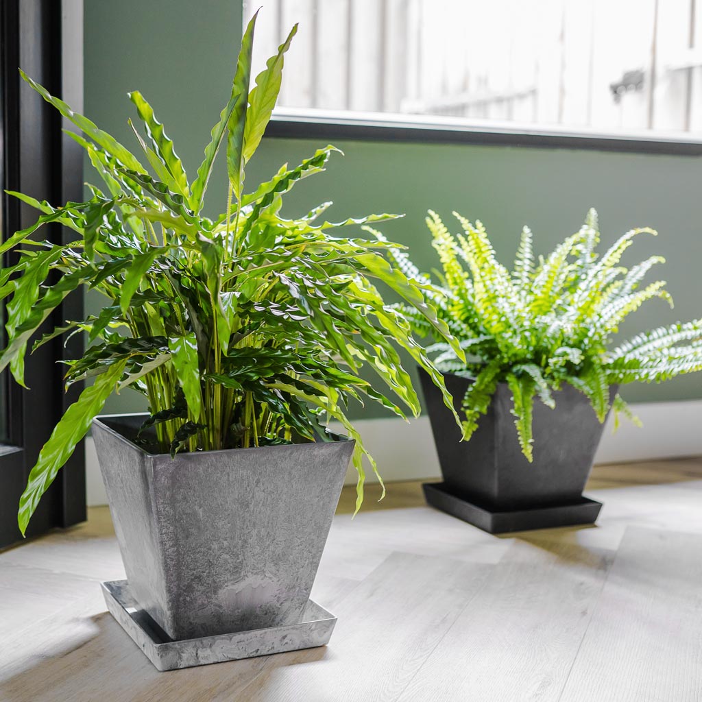 Ella Artstone Plant Pot Saucer - Grey & Black & Ella Artstone Plant Pots Indoors