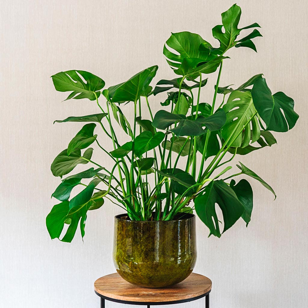 Monstera Deliciosa In Emmie Mystic Green