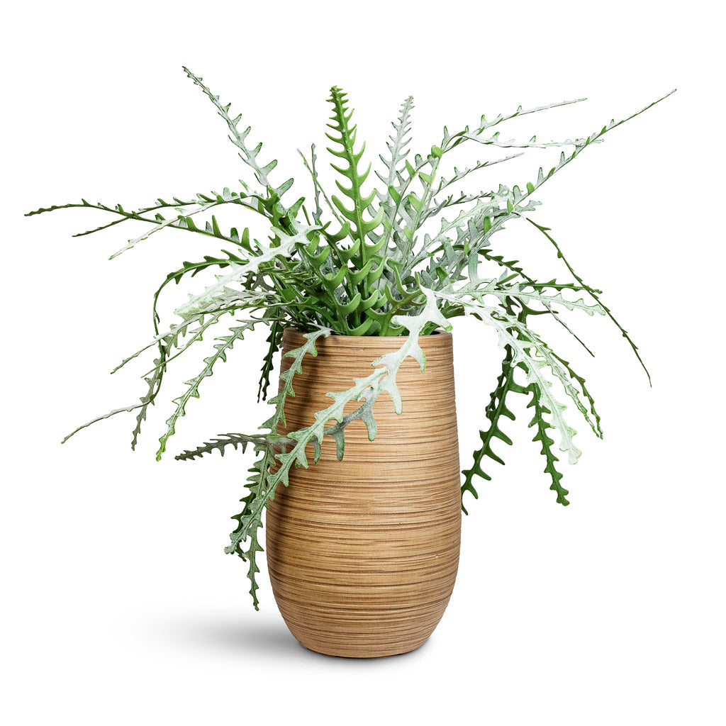 Epiphyllum Fishbone Cactus Potted Artificial 50cm House Plant in Dune Partner Planter Almond 25x40cm