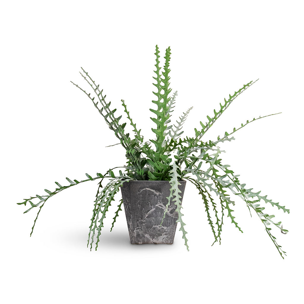 Epiphyllum Fishbone Cactus Potted Artificial 50cm House Plant In Ella Artstone Pot Grey 25x25x24cm