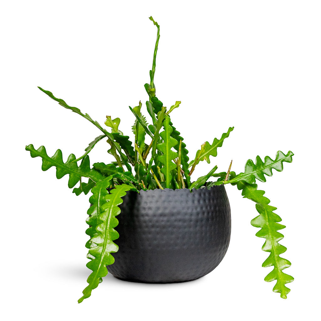 Epiphyllum anguliger Fishbone Cactus 14x35cm House Plant in Hammered Bowl Black with Copper 19x14cm