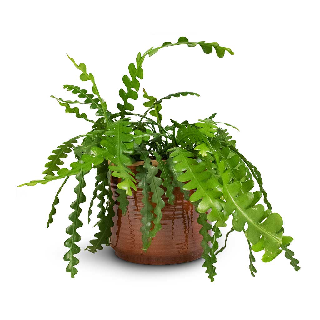 Epiphyllum anguliger - Fishbone Cactus & Jordy Plant Pot - Caramel