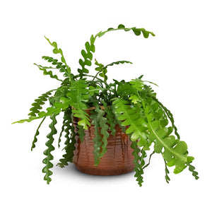 Epiphyllum anguliger - Fishbone Cactus & Jordy Plant Pot - Caramel