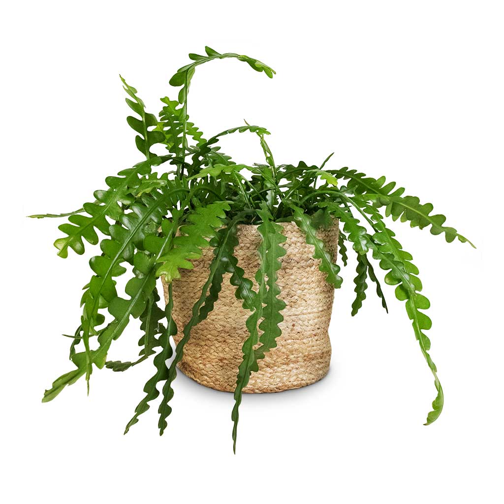 Epiphyllum anguliger - Fishbone Cactus & Selin Plant Basket - Jute